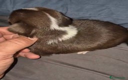 Chihuahua perros en venta: Chihuahuas cabeza manzana - Imagen 12