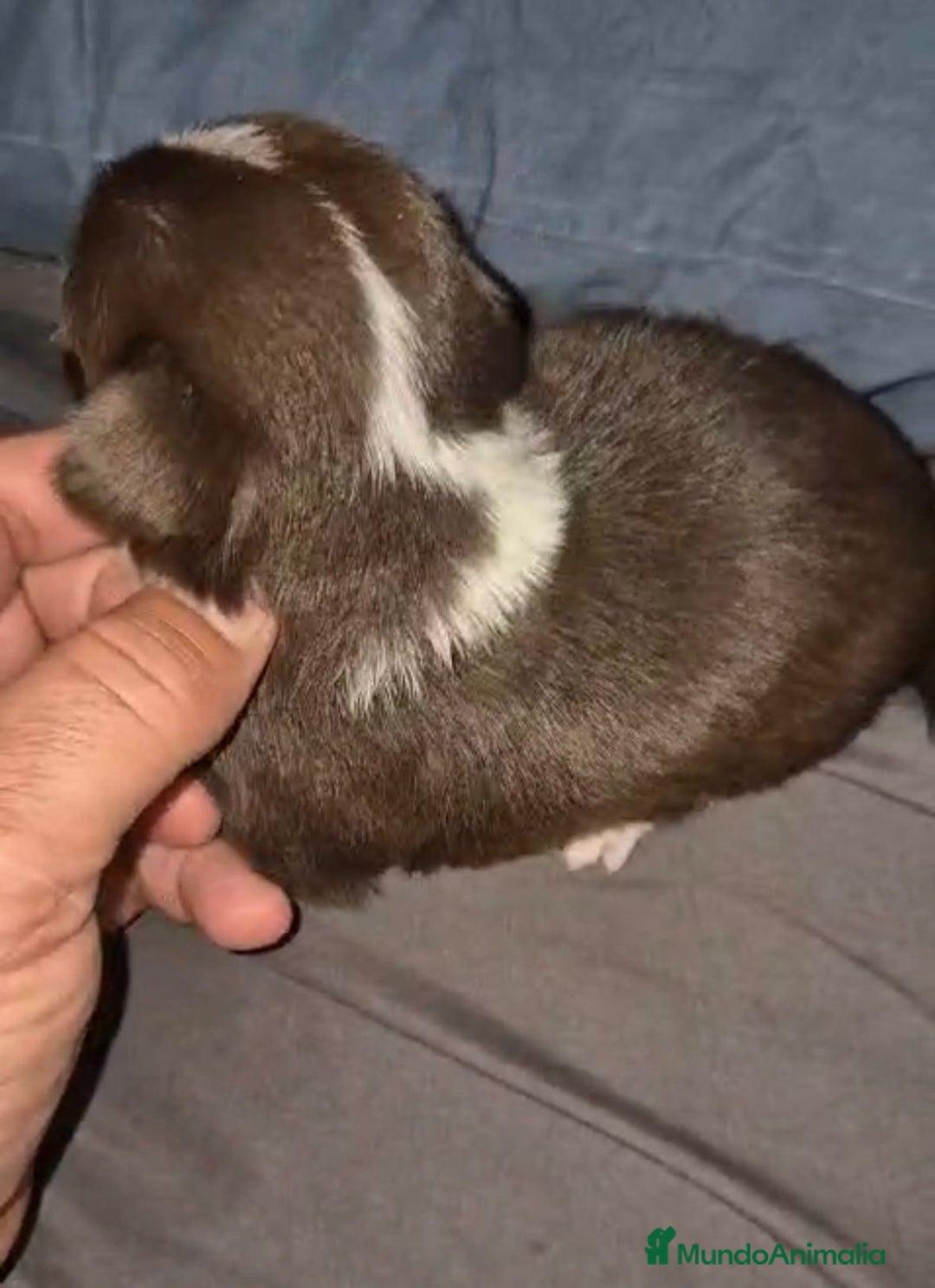 Chihuahua perros en venta: Chihuahuas cabeza manzana - Imagen 12