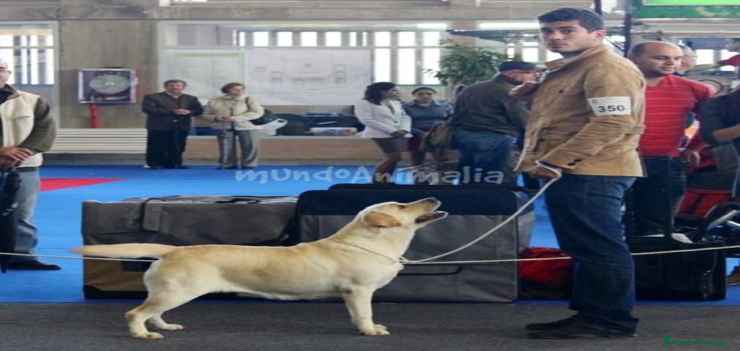 Imagen de galería {{count}}