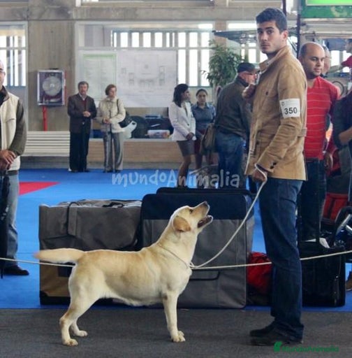 Imagen de galería {{count}}