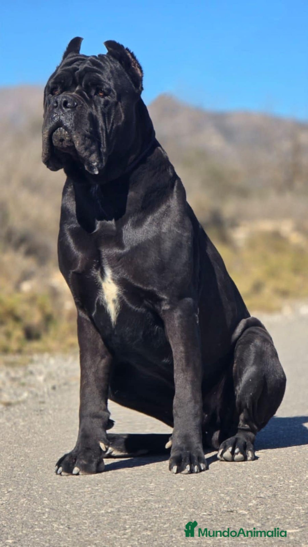 Cane Corso perros en adopcion: Cane Corso para adopción  - Anuncio 4