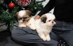 Shih Tzu perros en venta: Camada de Shih Tzu  - Anuncio 2