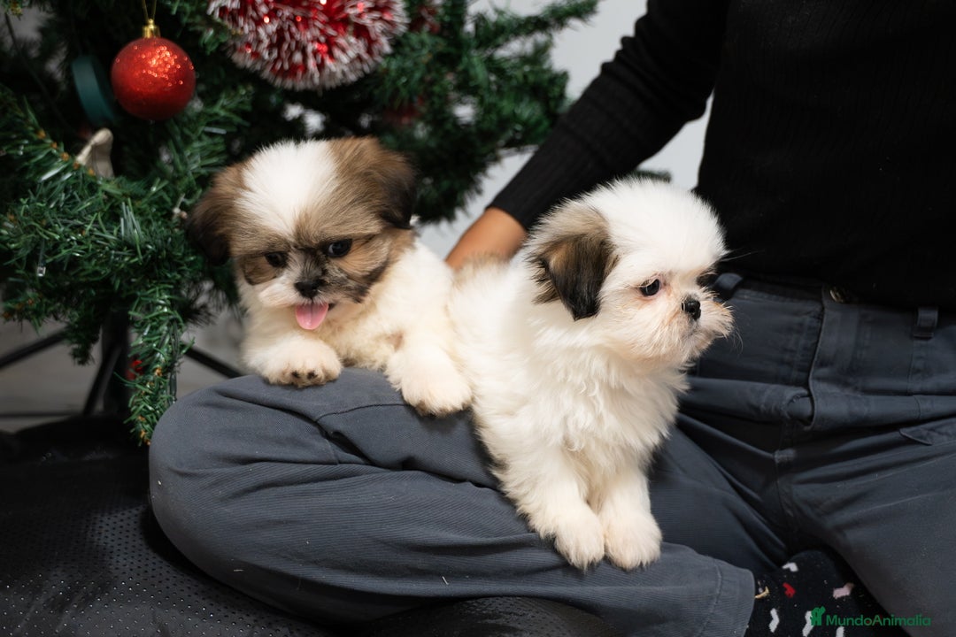 Shih Tzu perros en venta: Camada de Shih Tzu  - Anuncio 2