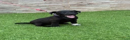 Jack Russell Terrier perros en venta: Cachorros Patterdale terrier  - Anuncio 3