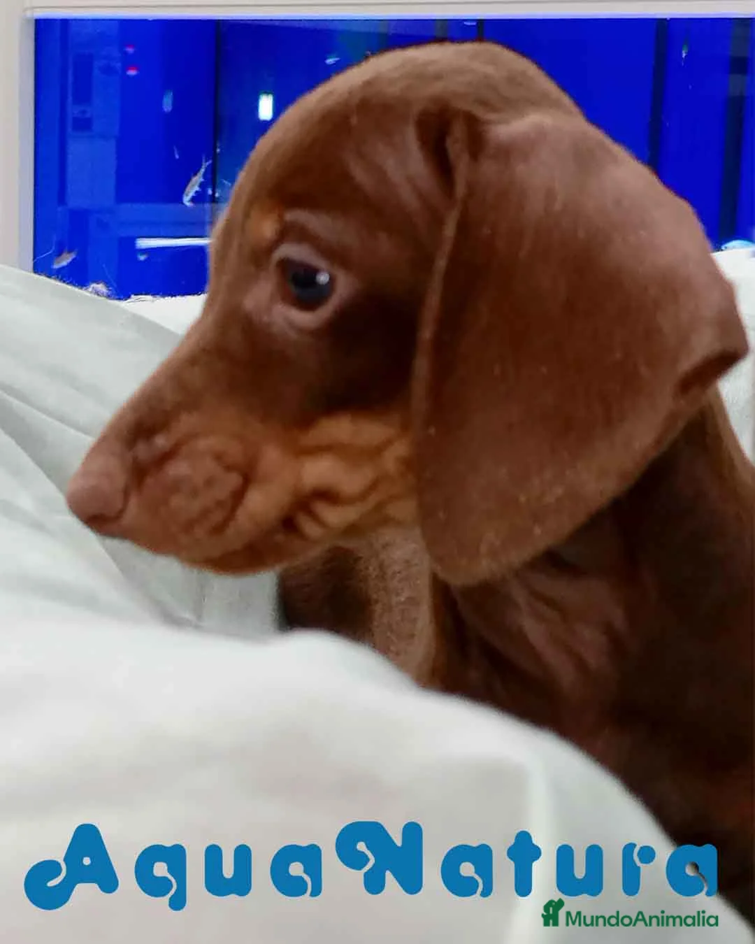 Teckel perros en venta: Teckel Macho de Kily y Tilo 7004 - AQUANATURA en Barcelona - Anuncio 2