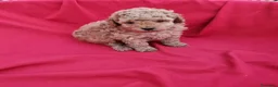 Raza Mixta perros en venta: Caniches  - Anuncio 4