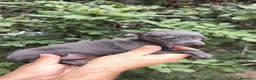 Pequeño Lebrel Italiano perros en venta: Pequeño lebrel Italiano  - Anuncio 3