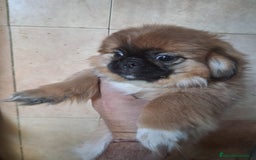 Pekinés perros en venta: Pequines hembra y macho  - Anuncio 4