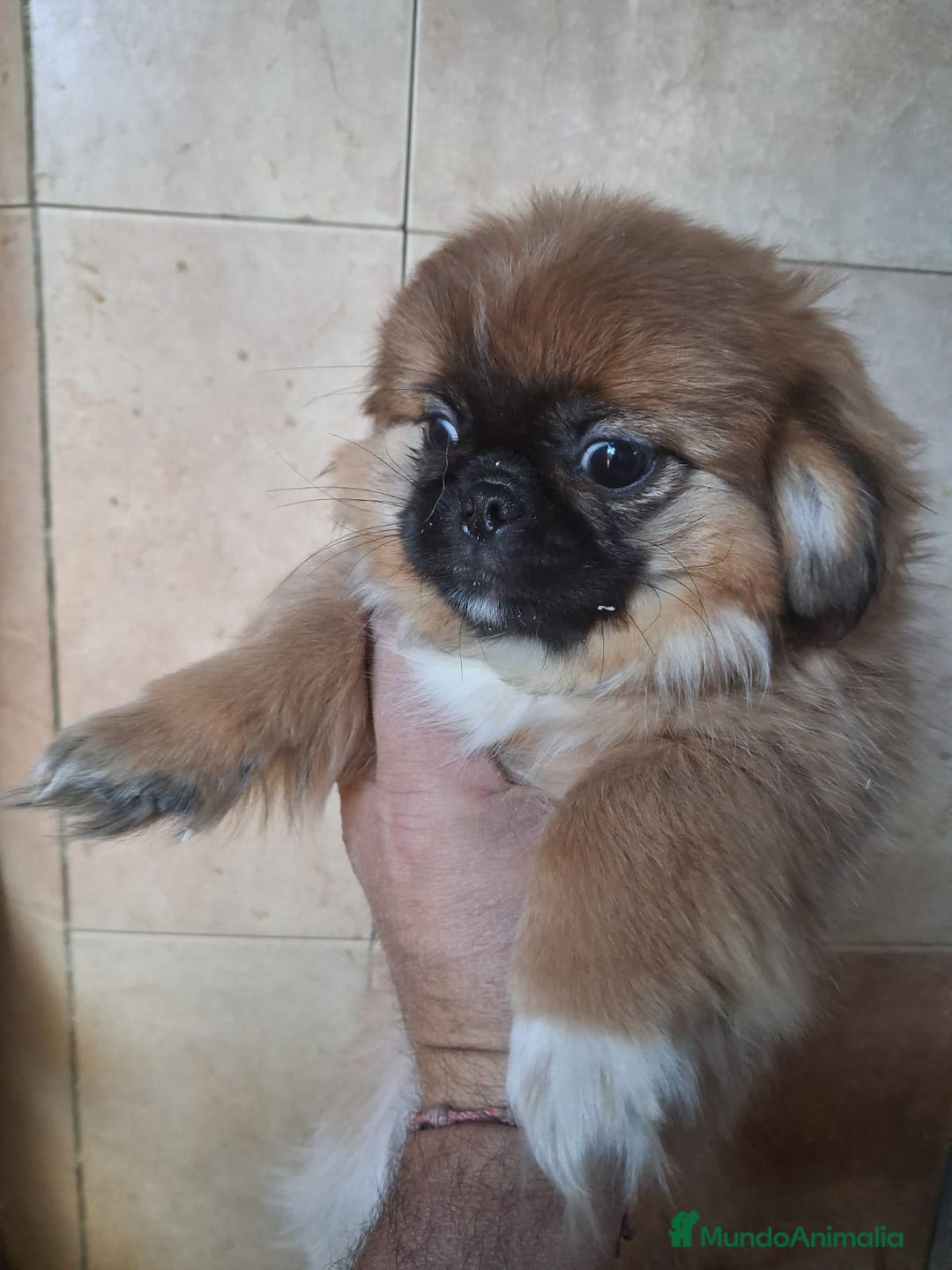 Pekinés perros en venta: Pequines hembra y macho  - Anuncio 4