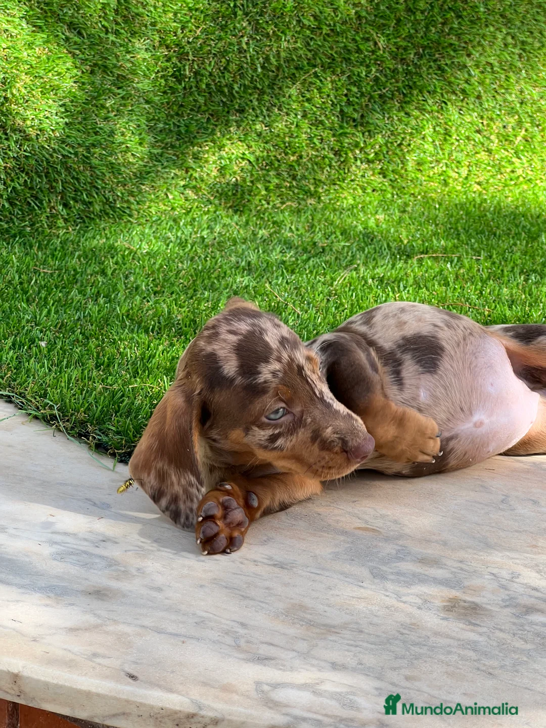Teckel Miniatura perros en venta: Teckel MADRID !!  en Ciudad Real - Anuncio 9