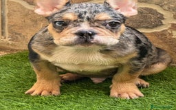 Bulldog Francés perros en venta: Macho Black Merle Tan  - Imagen 3