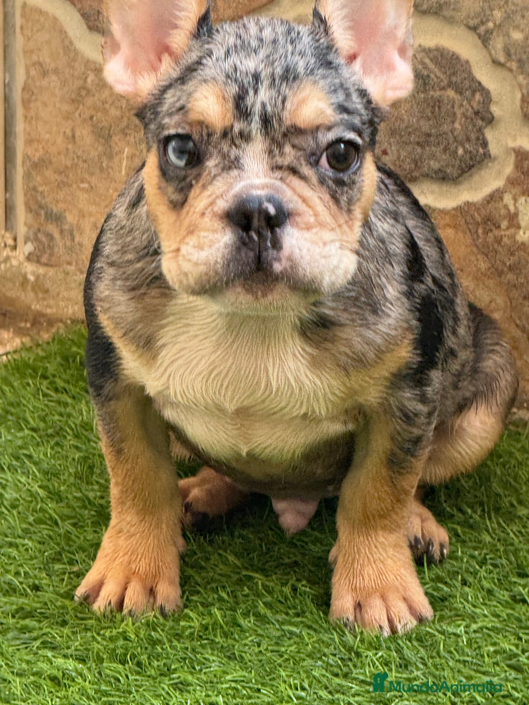 Bulldog Francés perros en venta: Macho Black Merle Tan  - Imagen 3