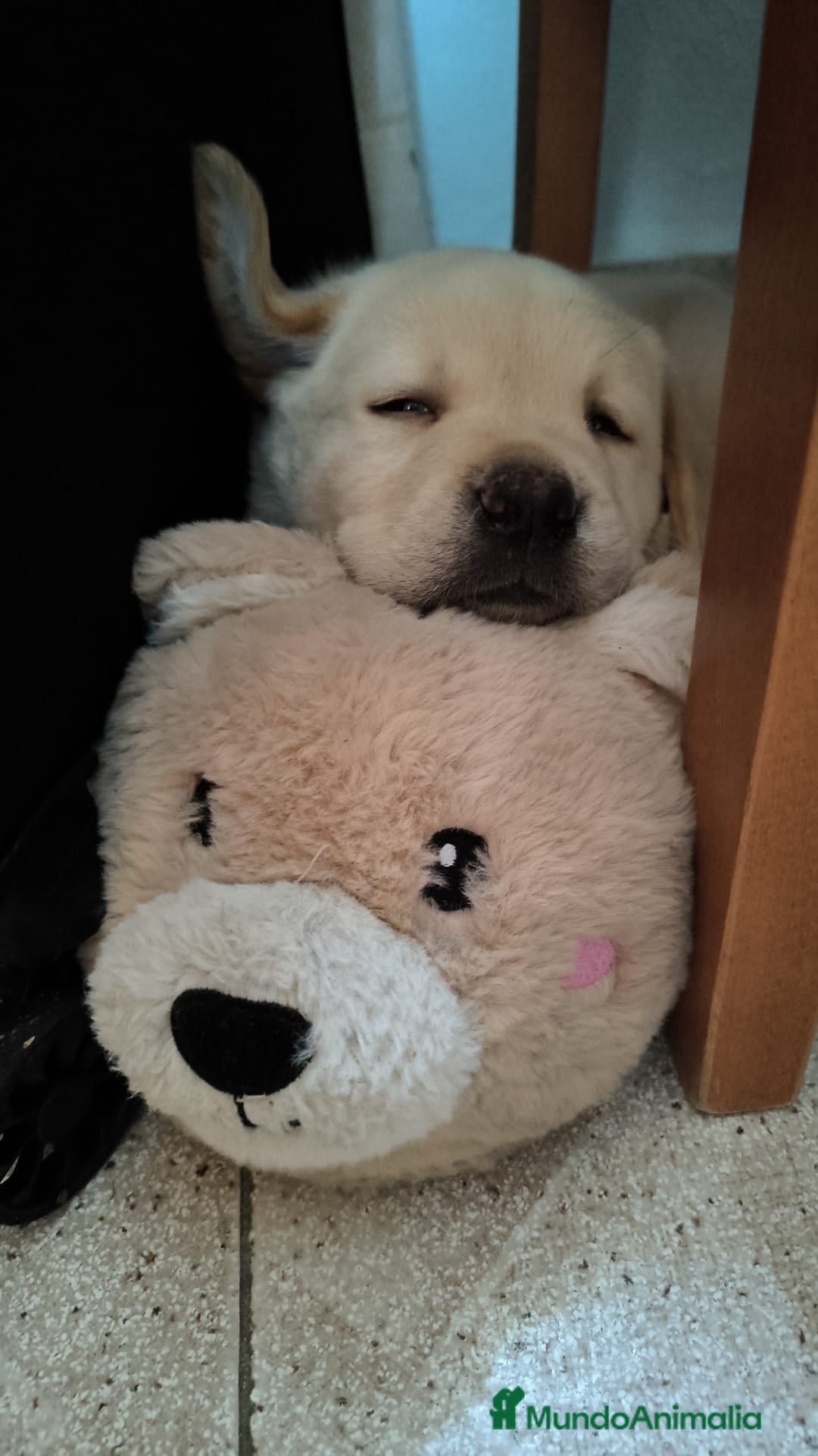 Labrador Retriever perros Labrador retriever  - Anuncio 1