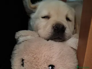 Labrador Retriever perros Labrador retriever - Anuncio 1