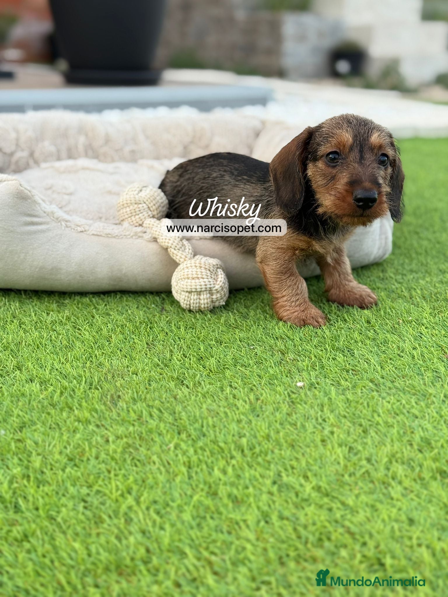 Teckel Miniatura perros en venta: TECKEL PELO DURO MINIATURA - Anuncio 6