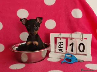 Ratón de Praga perros Raton de praga - Anuncio 2