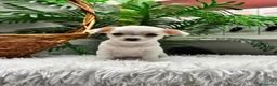 Chihuahua perros en venta: CHIHUAHUA - Anuncio 10