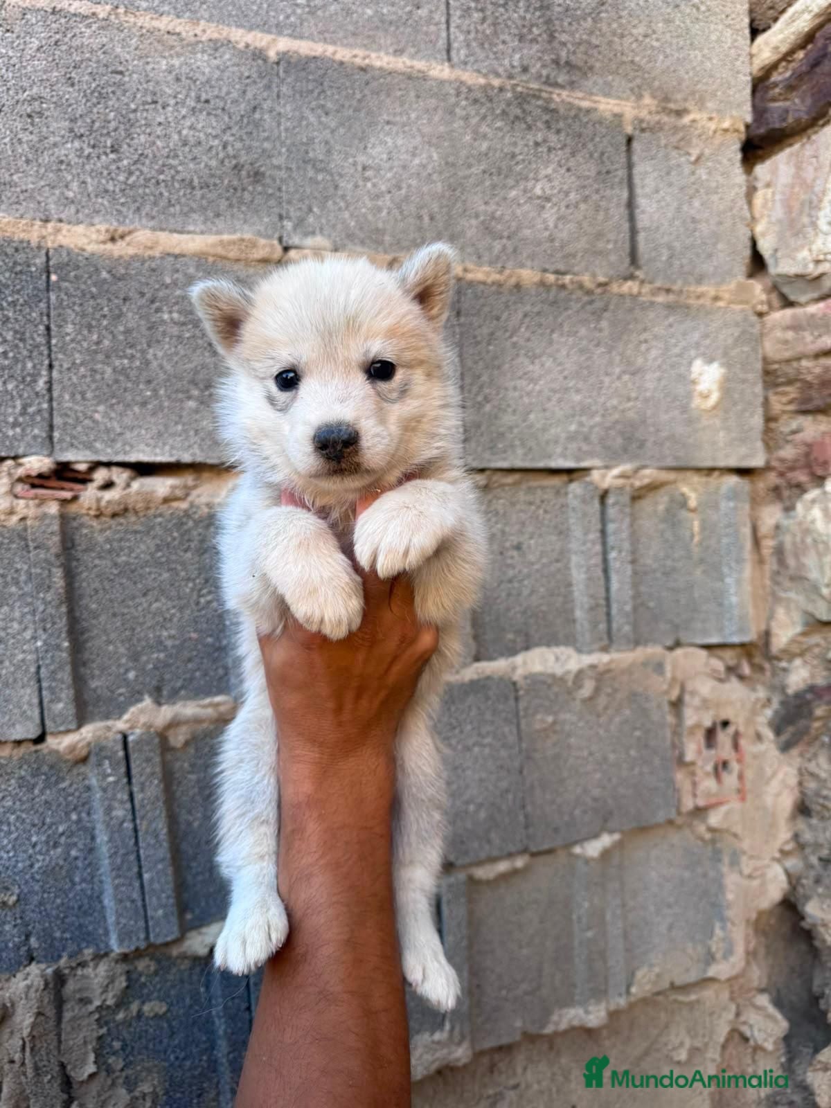 Husky Siberiano perros Disponible huskys de Calidad  - Anuncio 28
