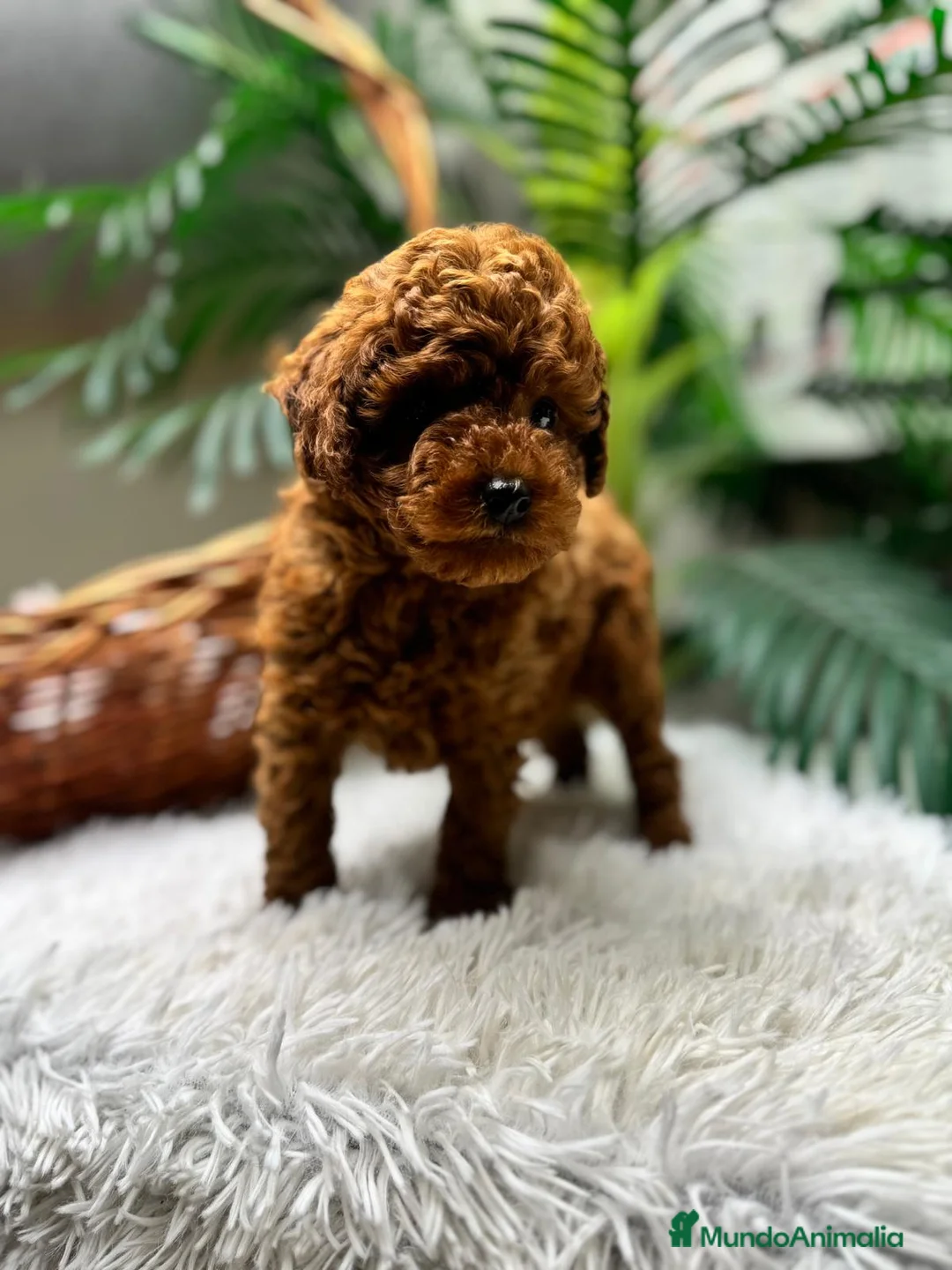 Caniche Toy perros en venta: CANICHE TOY-CACHORRO LISTO PARA ENTREGAR - Anuncio 2