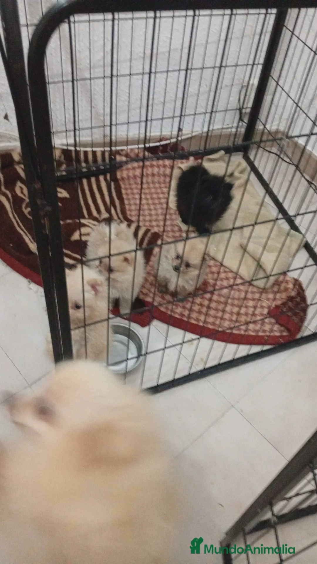 Pomerania perros en venta: Pomerania ultimo machito  - Anuncio 3