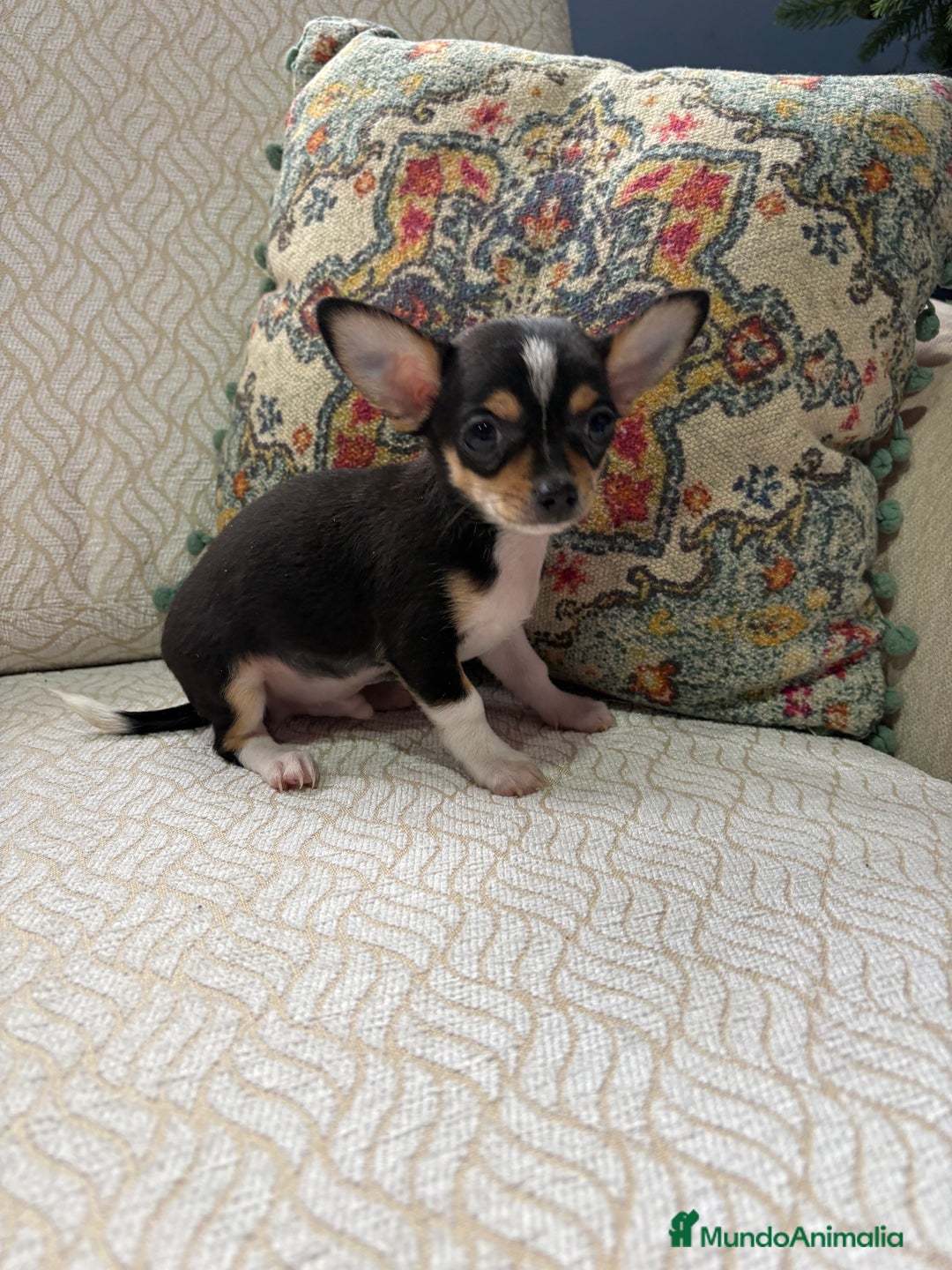 Chihuahua perros en venta: Macho chihuahua Toy tricolor  - Anuncio 11