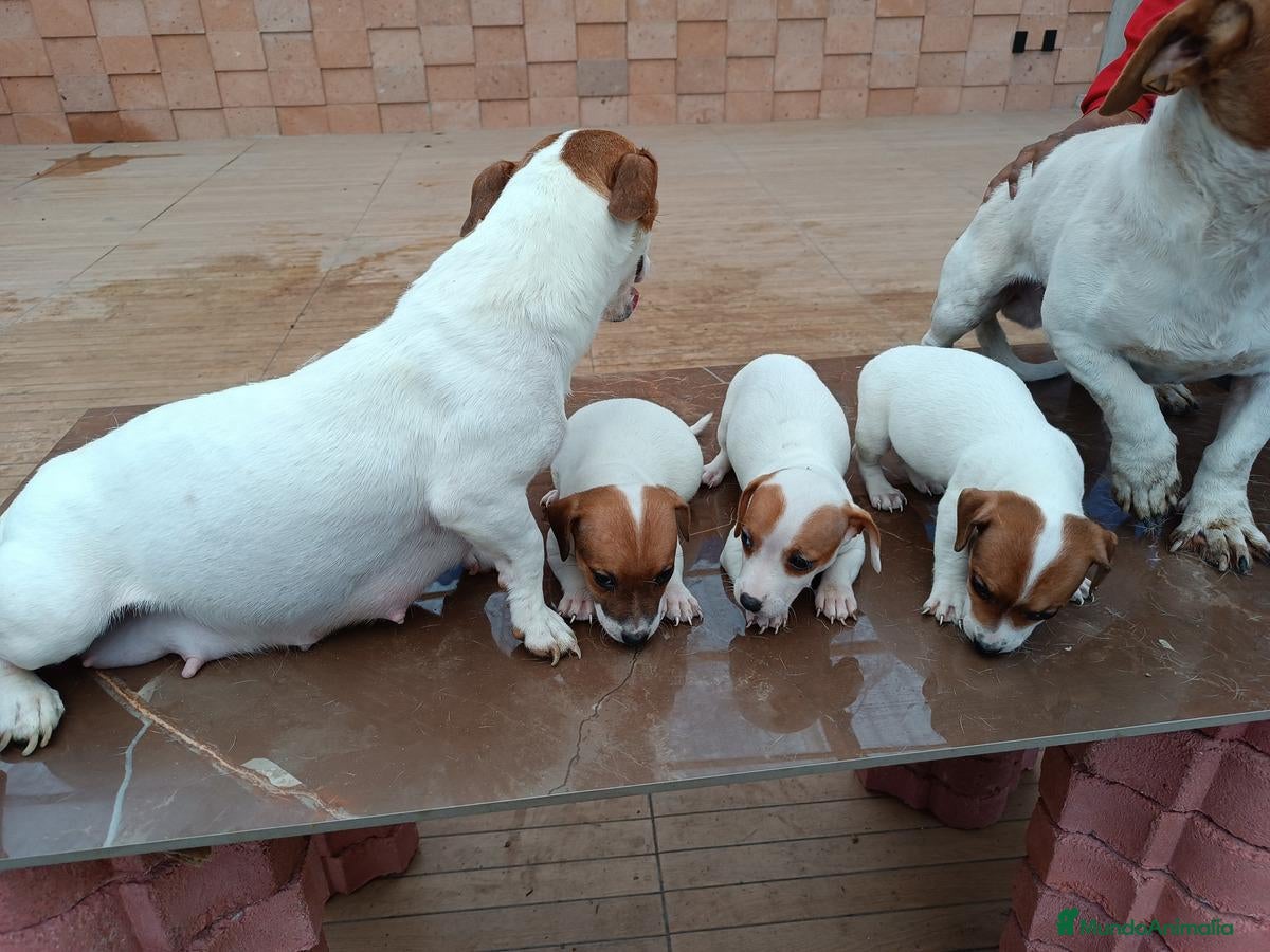 Jack Russell Terrier perros Puppies Jack Russell Terrier ! ! - Anuncio 4