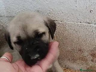 Mastín Español perros Hembra disponible de Mastin - Anuncio 4