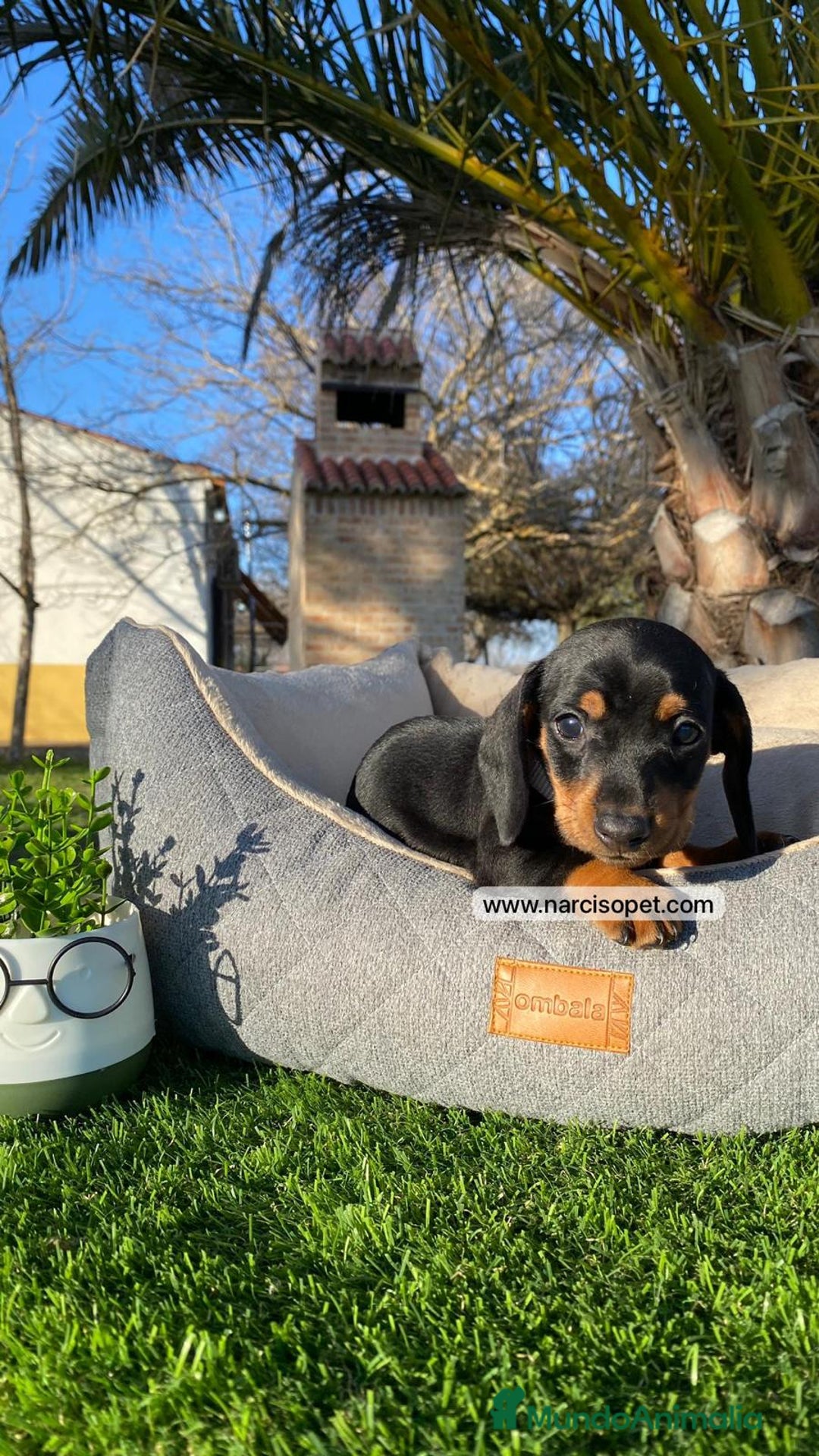 Teckel Miniatura perros en venta: TECKEL NEGRO FUEGO - Imagen 1