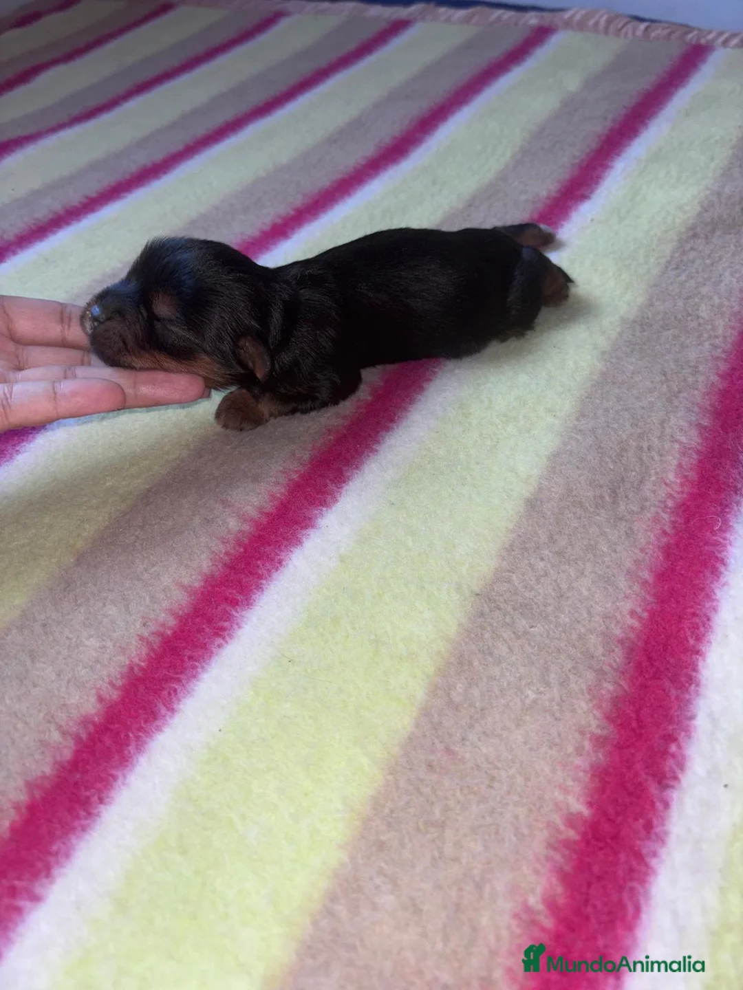 Yorkshire Terrier perros en venta: Yorkshire terrier - Anuncio 2