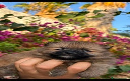 Pomerania perros en venta: Hembra pomerania toys  - Imagen 1