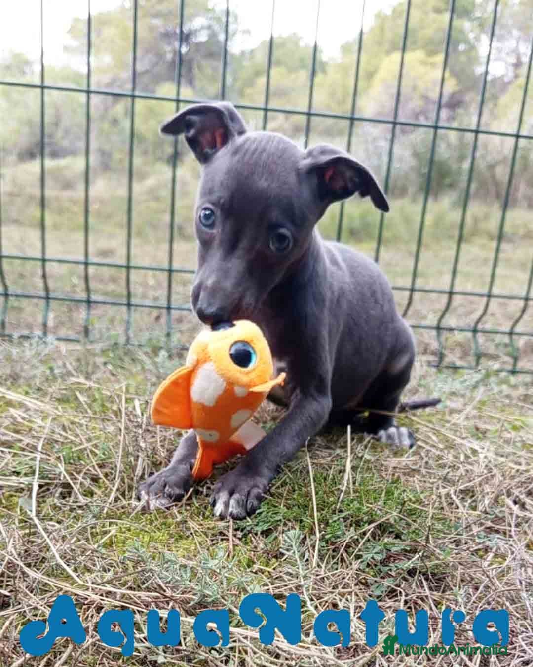 Pequeño Lebrel Italiano perros Lebrel Italiano Hembra 3 de AB y Omega AQUANATURA - Anuncio 2