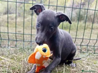 Pequeño Lebrel Italiano perros Lebrel Italiano Hembra 3 de AB y Omega AQUANATURA - Anuncio 2