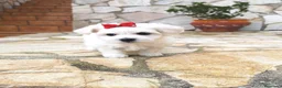 Bichón Maltés perros en venta: Bichón Maltés  - Anuncio 2