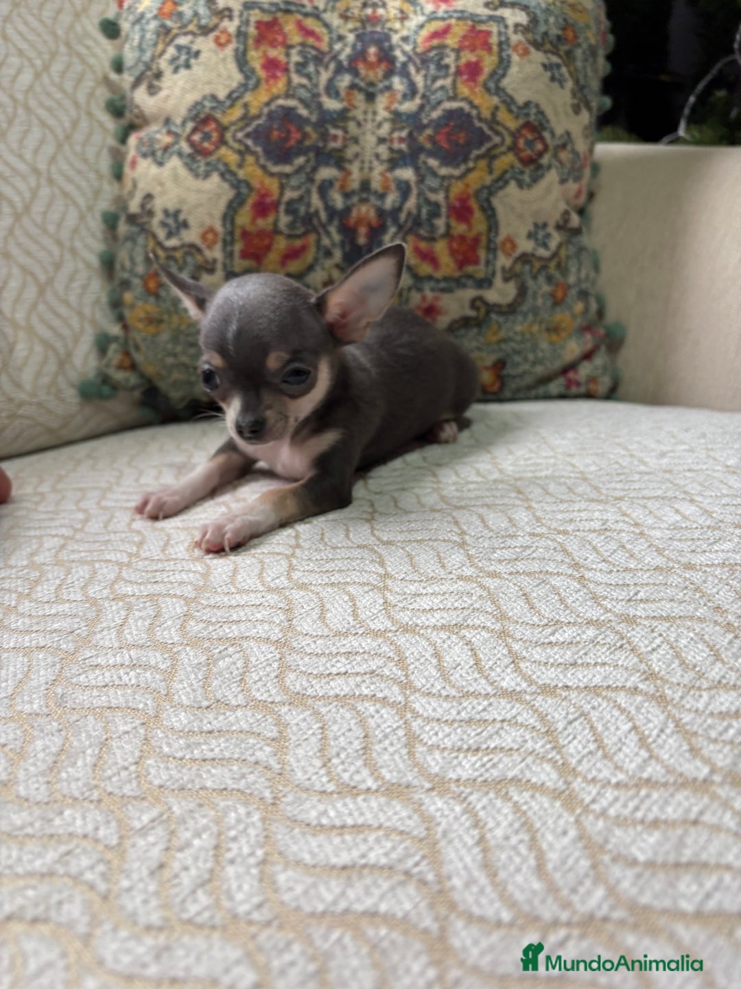 Chihuahua perros en venta: Chihuahua mini Toy hembra blue tri - Anuncio 1