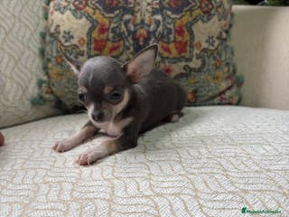 Chihuahua perros Chihuahua mini Toy hembra blue tri - Anuncio 34