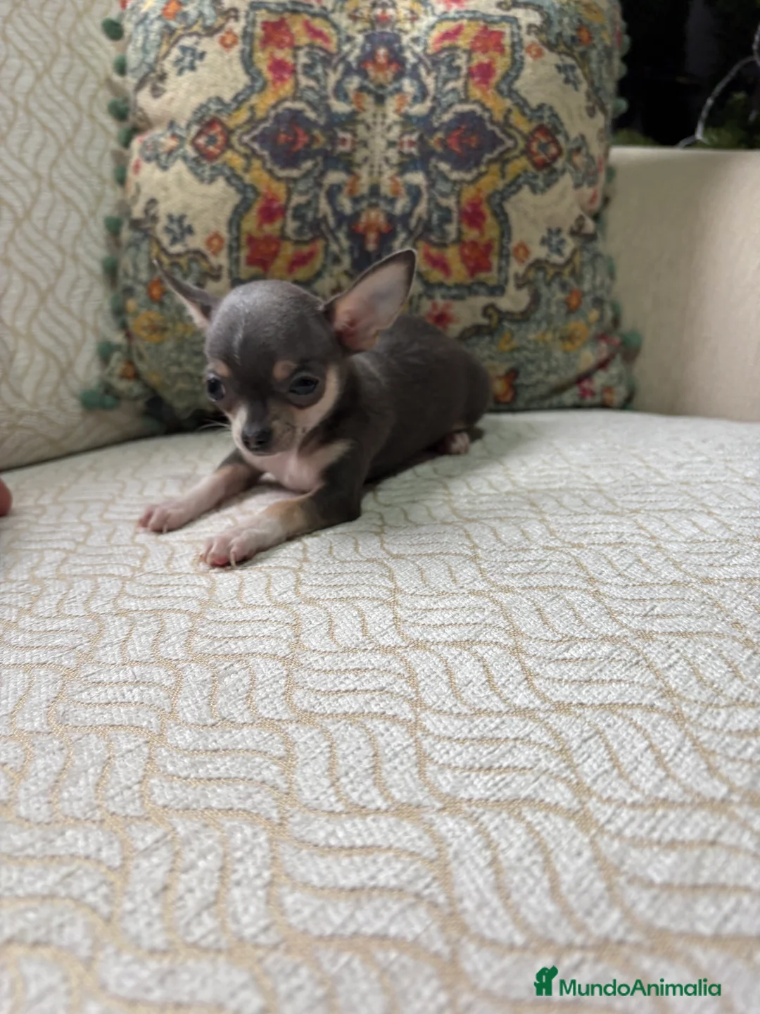 Chihuahua perros en venta: Chihuahua mini Toy hembra blue tri - Anuncio 1