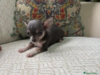 Chihuahua perros Chihuahua mini Toy hembra blue tri - Anuncio 36
