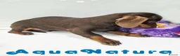 Teckel perros en venta: Teckel Macho de Lena 4482 AQUANATURA - Anuncio 2