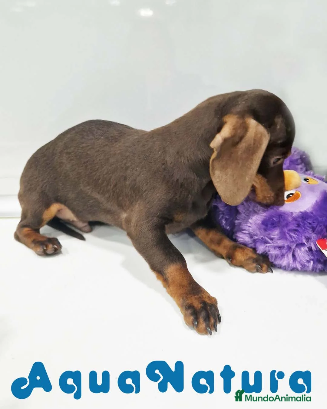 Teckel perros en venta: Teckel Macho de Lena 4482 AQUANATURA - Anuncio 2