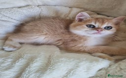 Británico de Pelo Corto gatos en venta: British Golden Chinchilla - Imagen 10
