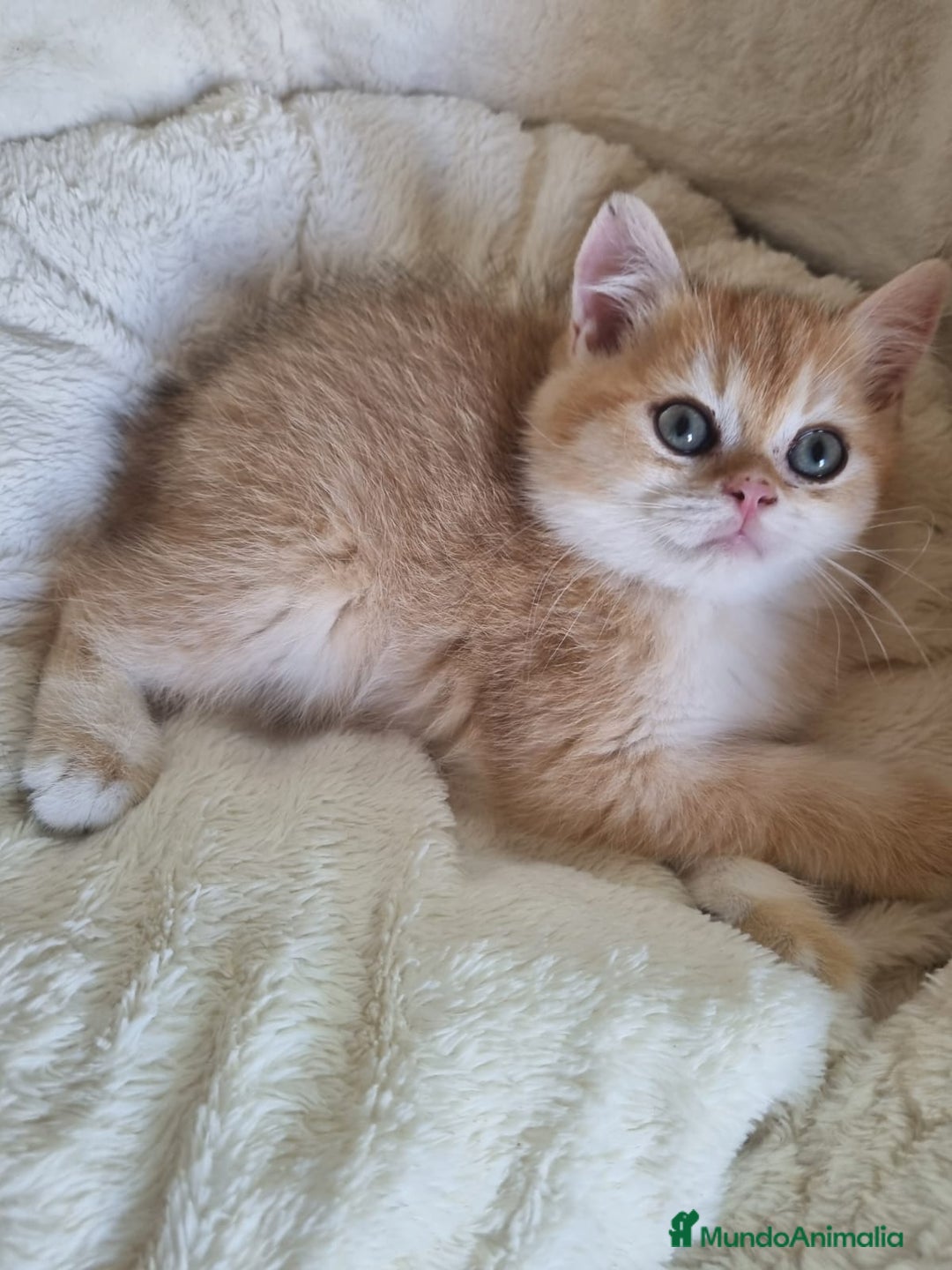 Británico de Pelo Corto gatos en venta: British Golden Chinchilla - Imagen 10