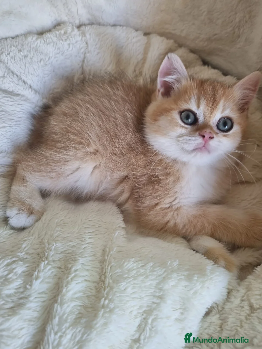 Británico de Pelo Corto gatos en venta: British Golden Chinchilla - Anuncio 10