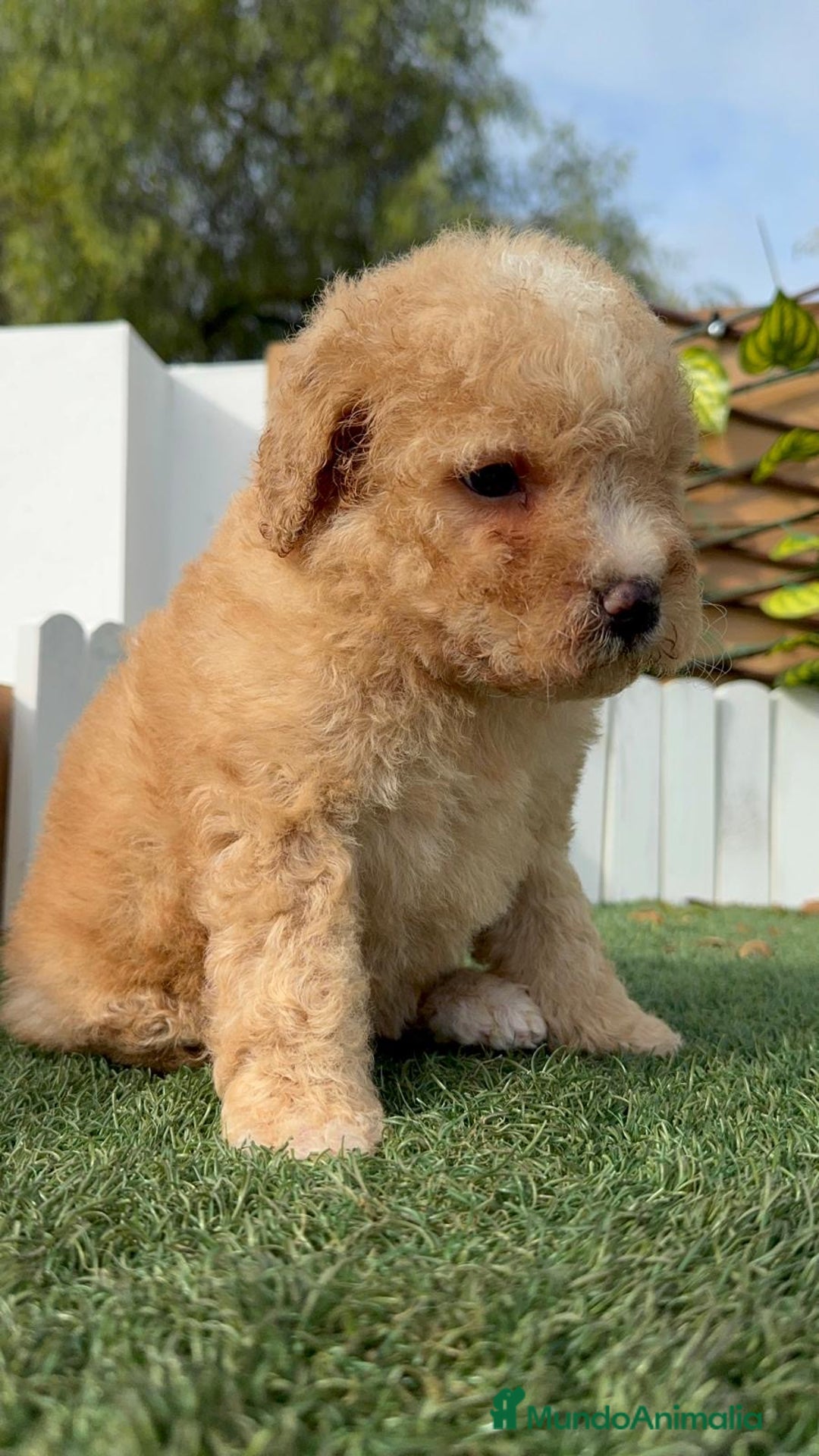 Perro de Agua Español perros en venta: PERRO DE AGUA ESPAÑOL - Anuncio 7