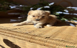 Maltipoo perros en venta: Maltipoo de caramelo hembra disponible  - Imagen 4