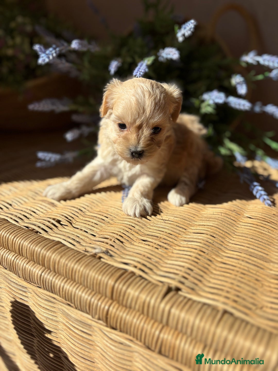 Maltipoo perros en venta: Maltipoo de caramelo hembra disponible  - Imagen 4