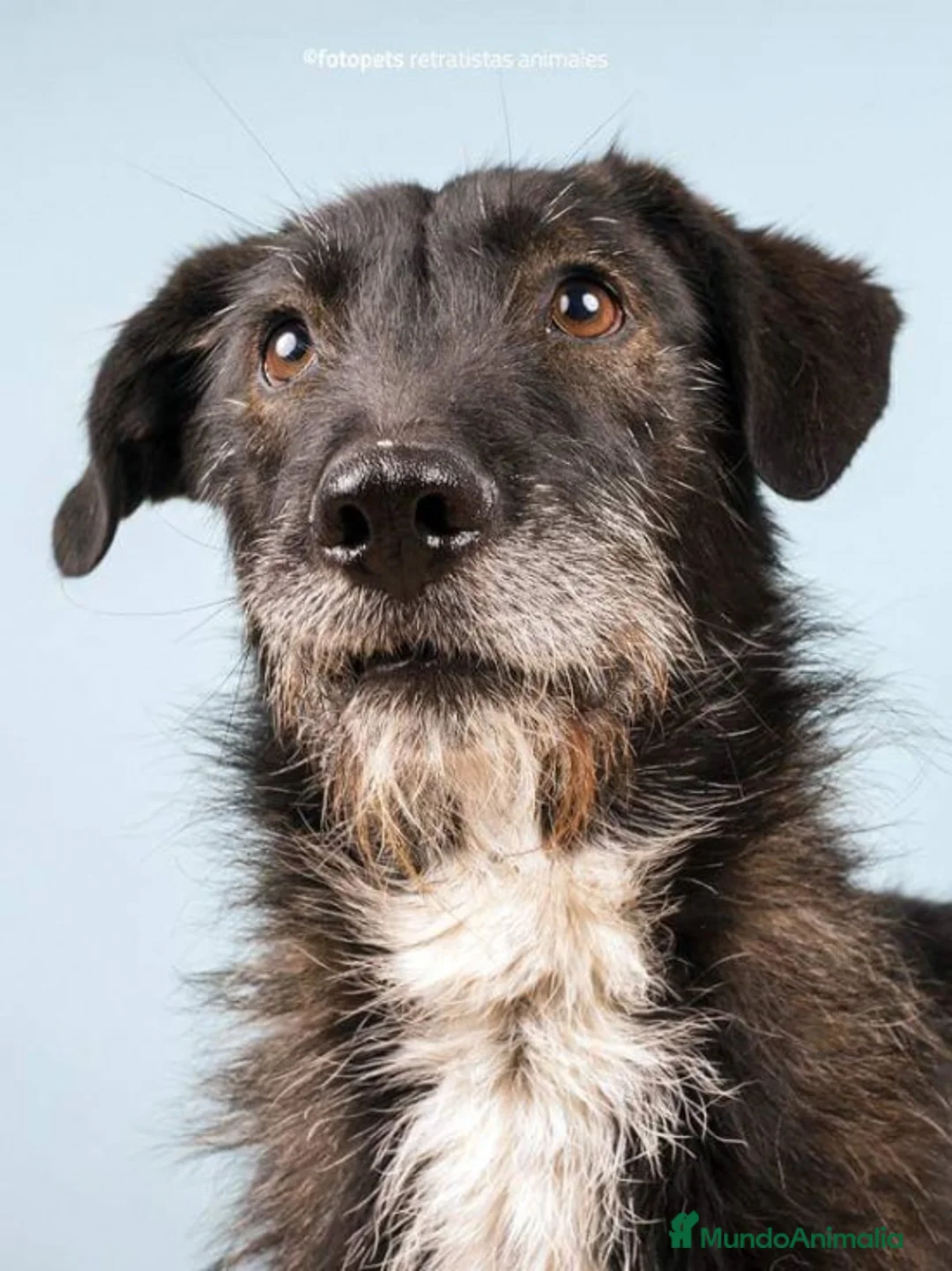 Raza Mixta perros en adopcion: YUNI, PERRITA MEDIANA, ADOPCIÓN en Madrid - Anuncio 2