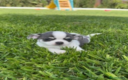 Chihuahua perros en venta: CHIHUAHUA MACHO - Imagen 5