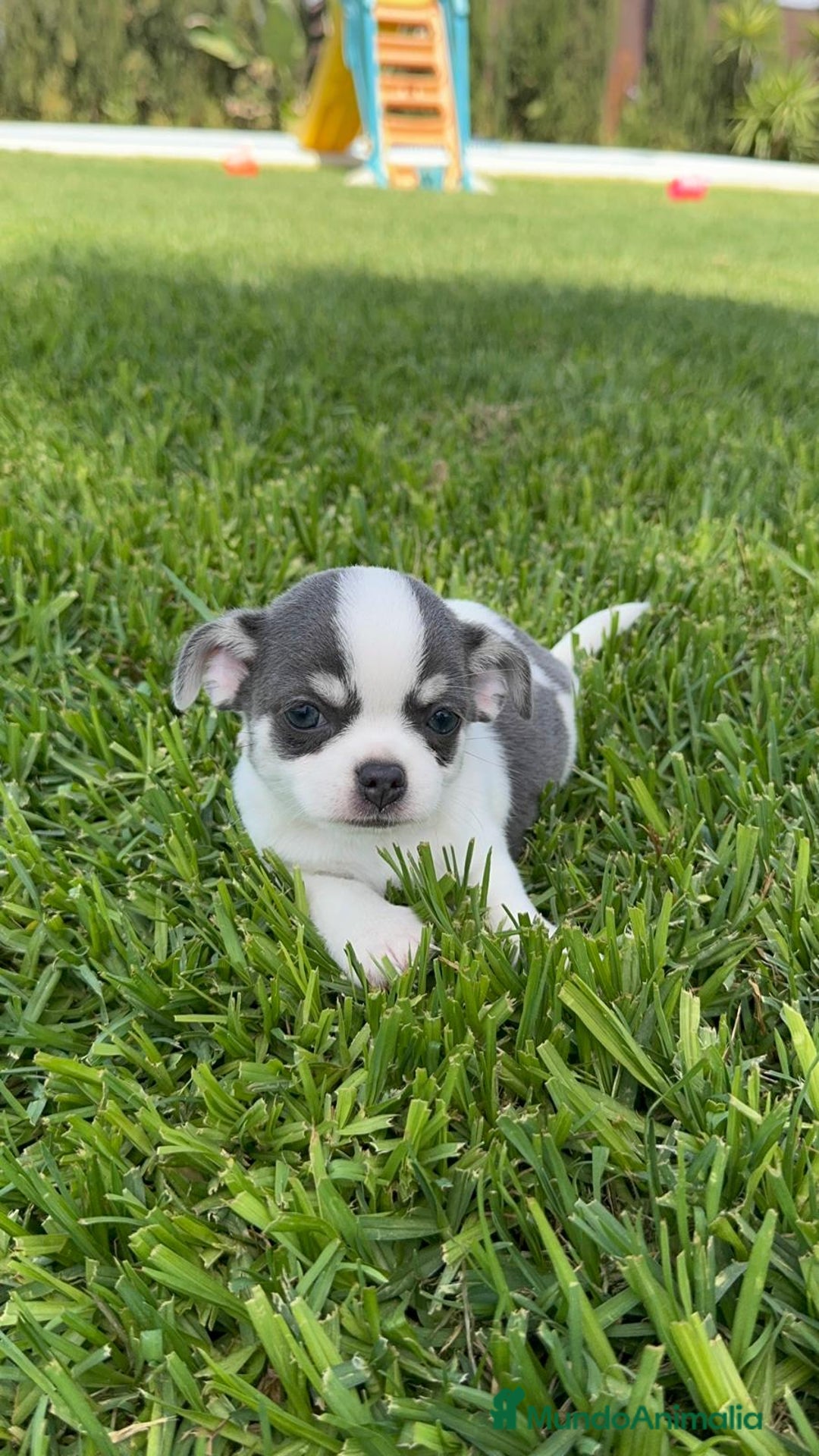 Chihuahua perros en venta: CHIHUAHUA MACHO - Imagen 5