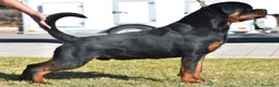 Rottweiler perros en venta: Rottvale kennel criadero desde el año 2012 en Valencia - Anuncio 7