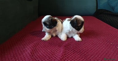 Shih Tzu perros - Propaganda 10
